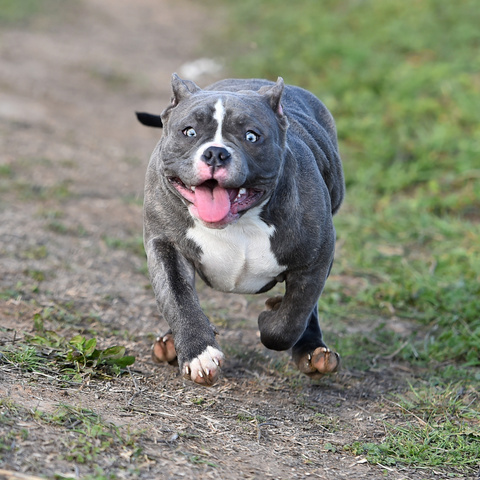 All American Dog Running