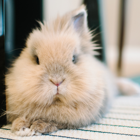 Lionhead Rabbit Laying Down