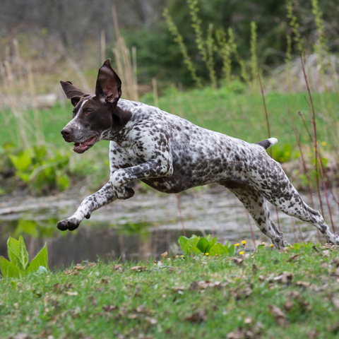 German Shorthaired Pointer Running