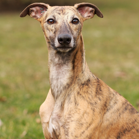 Whippet Headshot