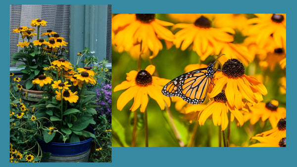 rudbeckia