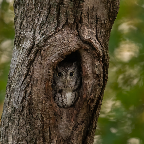 Eastern Screech Owl In a Tree Hole