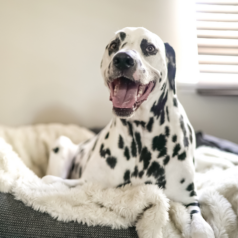 Dalmatian laying on a bed