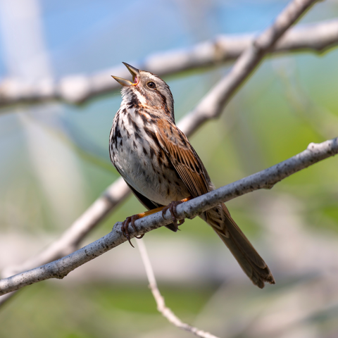 Song Sparrow