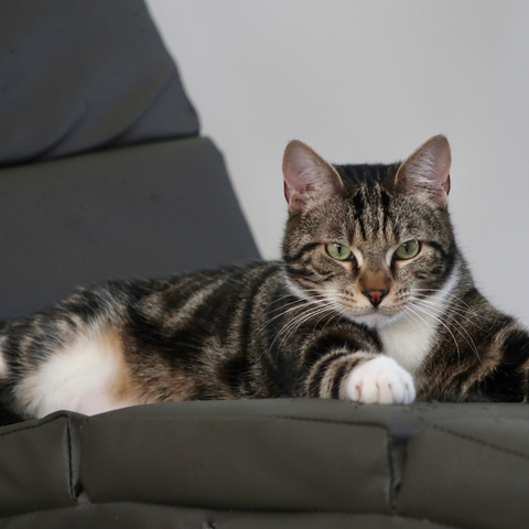 American Shorthair Cat on a chair