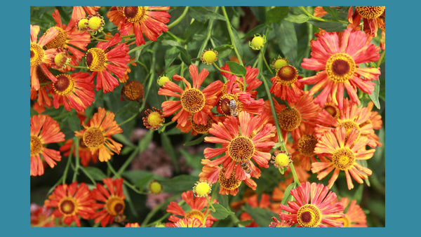 orange rudbeckia