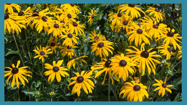 Black-Eyed Susans