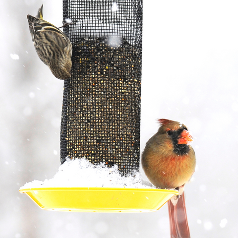 Wild Birds at a Feeder