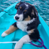Australian Shepherd puppy in kayak