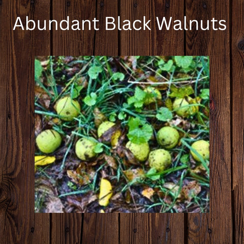 Abundant Black Walnuts dropped this year