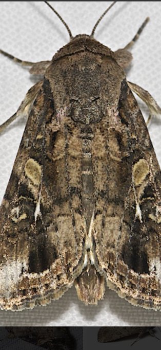 adult armyworm moth