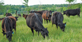 Beef Cattle Grazing Lush Pasture