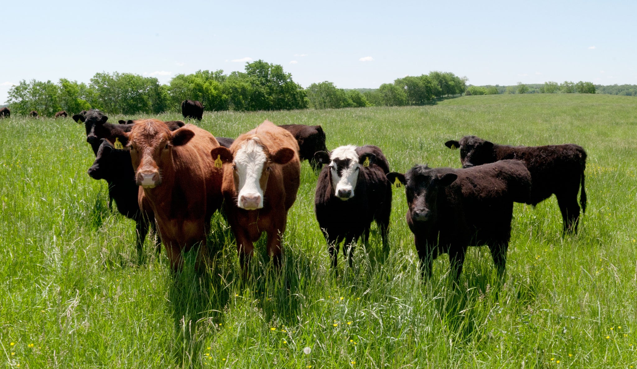 Young cattle on pasture
