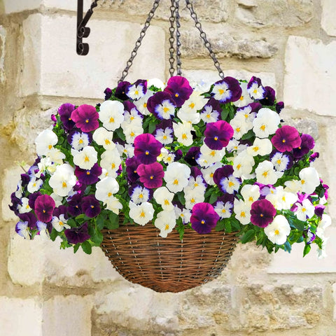 Wave pansies in a hanging basket - berries & cream color