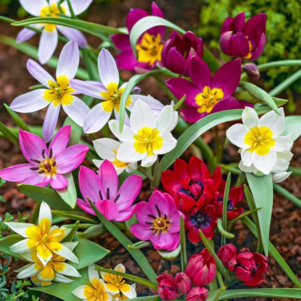 Flowers blooming - bulbs for pollinators