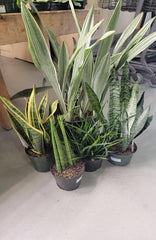 snake plants