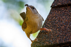 Carolina Wren eating an insect