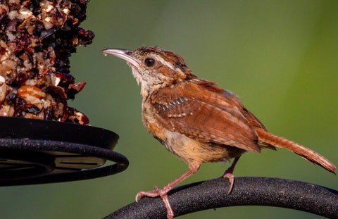 Carolina Wren at a feeder