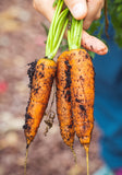 Carrots harvested