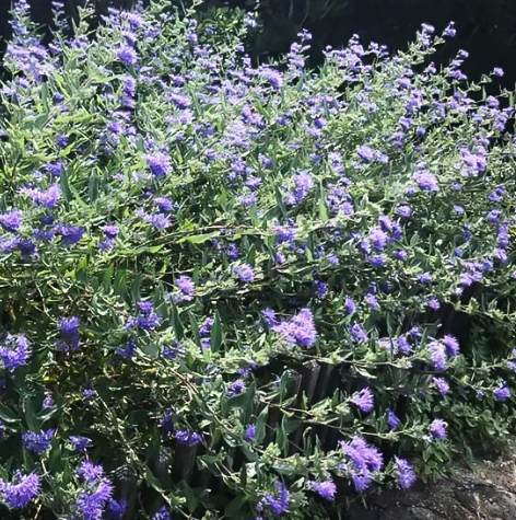 Cayopteris blue