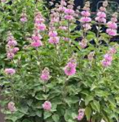 Pink Caryopteris