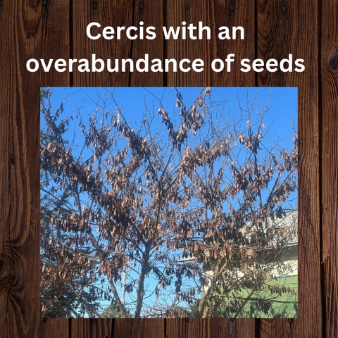 Cercis full of seed