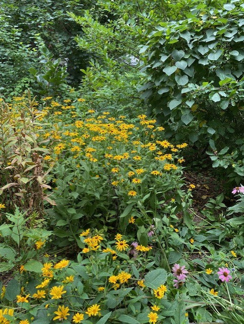 Native garden - Cindy King backyard