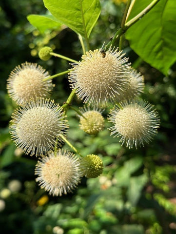 Buttonbush