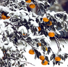 Citrus tree in snow