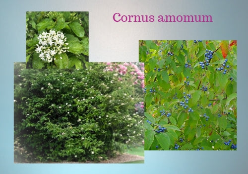 pictures of cornus amomum silky dogwood