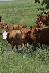 Cattle on fescue pasture standing in water