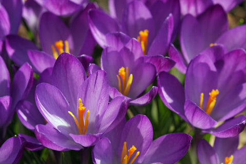 Purple Crocus flower bulbs in bloom