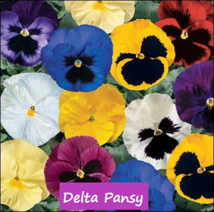 Delta Pansy