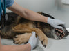 Dog dentist