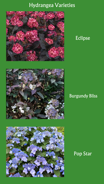 Varieties of Hydrangea new at The Mill of Kingstown
