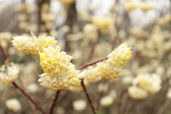 Edgeworthia chrysantha