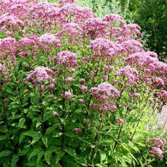 Joe Pye Weed