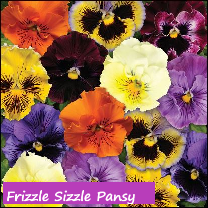 Frizzle Sizzle Pansy
