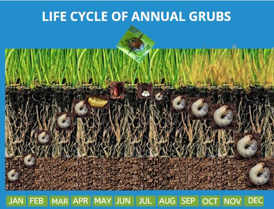 Grub Life Cycle