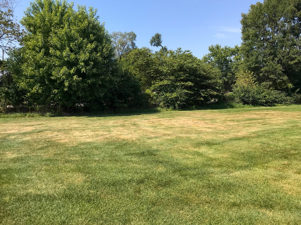 Grub damaged lawn - photo credit Perdue University extension