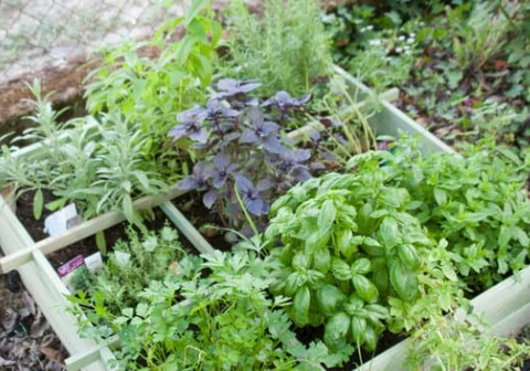 herb garden