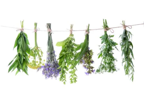 Dried herbs hanging