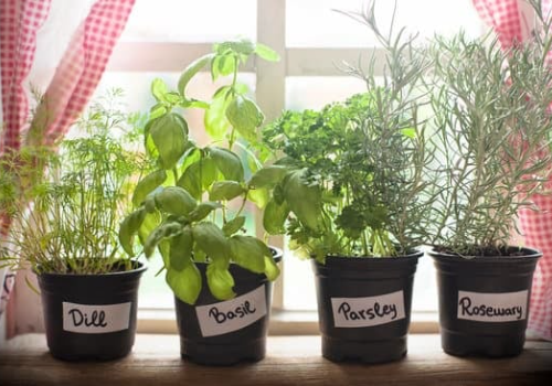 potted herbs in a window