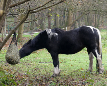 Horse eating from a hanging hay net on pasture