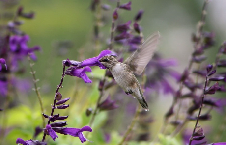 Hummingbird on Purple Salvia