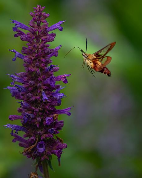 Moth and purple colored hyssop spike