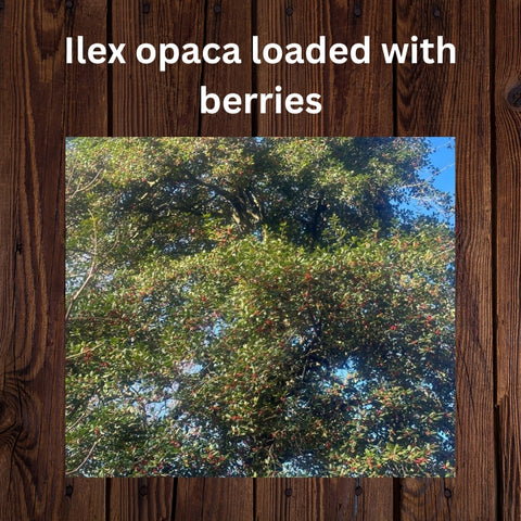 Ilex loaded with berries