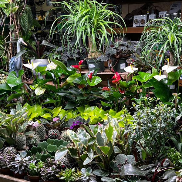 Houseplants at The Mill of Kingstown