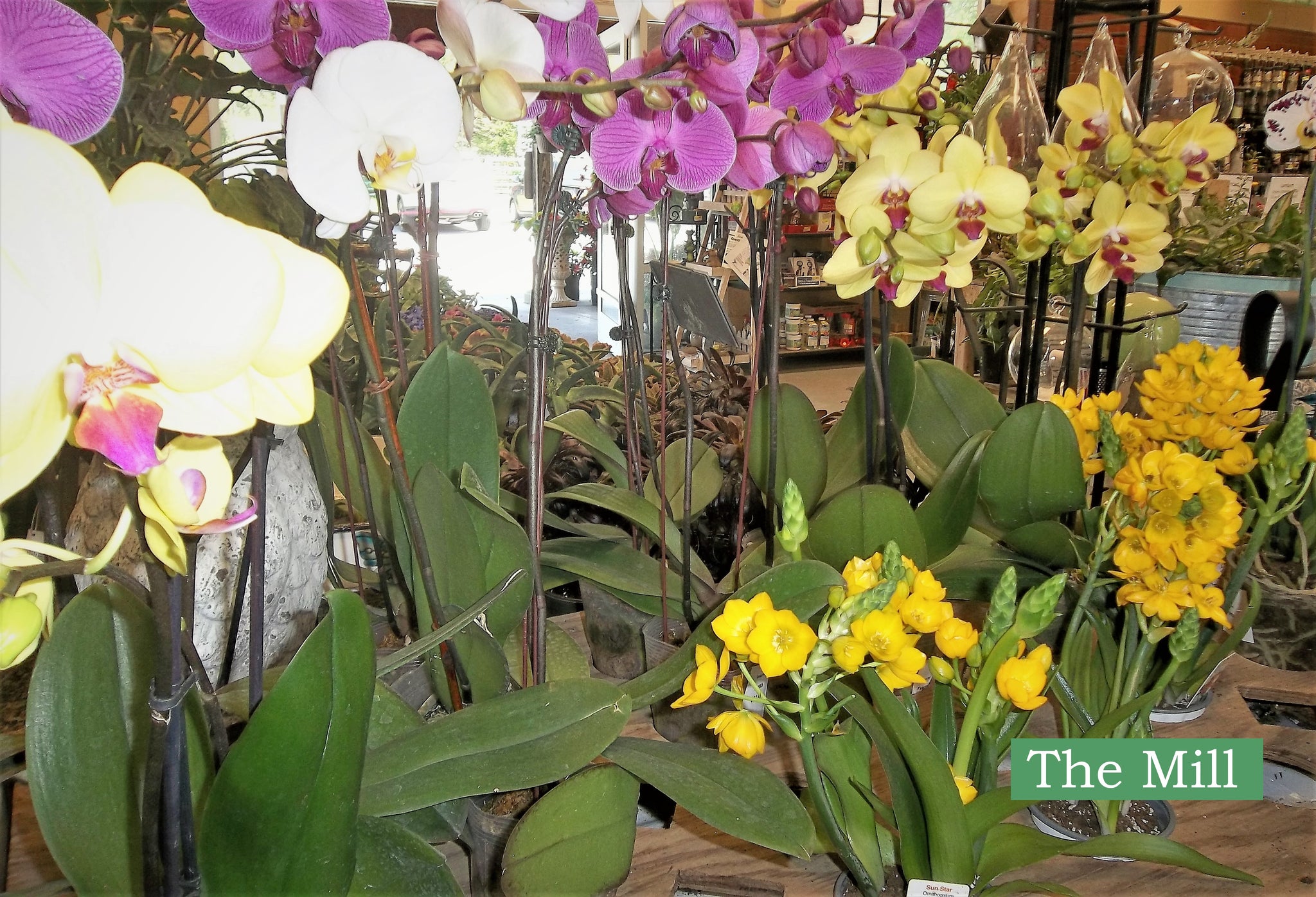 Color varieties of orchids at The Mill of Kingstown