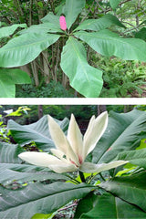 Magnolia tripetala